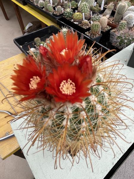 Parodia spec. dunkelrot